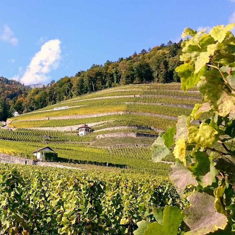 Lieblicher Wein aus Rheinhessen